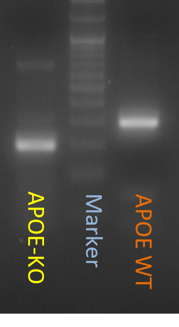 APOE KO gel image.png